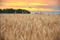 Golden ears of wheat against the background of the evening sky at sunset Royalty Free Stock Photo