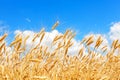 Golden ears of wheat against the blue sky and clouds, close up Royalty Free Stock Photo