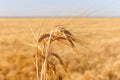 Golden ears of wheat against the blue sky, clouds and field on soft focus background, closeup, agriculture, sunset. Royalty Free Stock Photo