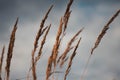 Golden ears of wheat against the cloudy sky close-up. Autumn yellow rye looks at the sky Royalty Free Stock Photo