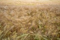 Golden ears of wheat on Agriculture Cereal field. Royalty Free Stock Photo