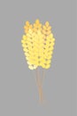 Golden ears of wheat. Autumn harvest. A bouquet of ears. Harvesting. Vector Royalty Free Stock Photo