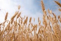 Golden ears of wheat bottom view close upnn Royalty Free Stock Photo