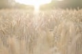 Golden ears of wheat, can be used as blurred background