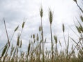 Golden Ears of Wheat with a Cloudy Sky Background Royalty Free Stock Photo