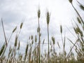 Golden Ears of Wheat with a Cloudy Sky Background Royalty Free Stock Photo