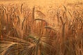 Golden ears of wheat in field Royalty Free Stock Photo