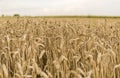 Golden ears of wheat on the field against cloudy sky. Agriculture. Growing of wheat. Ripening ears wheat. Agriculture Royalty Free Stock Photo