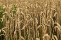 Golden ears of wheat on the field against cloudy sky. Agriculture. Growing of wheat. Ripening ears wheat. Agriculture Royalty Free Stock Photo