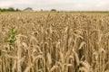 Golden ears of wheat on the field against cloudy sky. Agriculture. Growing of wheat. Ripening ears wheat. Agriculture Royalty Free Stock Photo