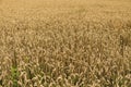 Golden ears of wheat on the field against cloudy sky. Agriculture. Growing of wheat. Ripening ears wheat. Agriculture Royalty Free Stock Photo