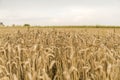 Golden ears of wheat on the field against cloudy sky. Agriculture. Growing of wheat. Ripening ears wheat. Agriculture Royalty Free Stock Photo