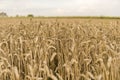 Golden ears of wheat on the field against cloudy sky. Agriculture. Growing of wheat. Ripening ears wheat. Agriculture Royalty Free Stock Photo