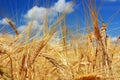 Golden ears of wheat in the field Royalty Free Stock Photo