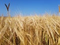 Golden ears of wheat in the field Royalty Free Stock Photo