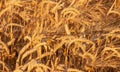 Golden ears of wheat on the field in the rays of the evening sun. The orange color is the reflection of the sunset. Royalty Free Stock Photo