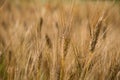 Golden ears of wheat on a field in summer Royalty Free Stock Photo