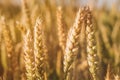 Golden ears of wheat on the field in sun light flares. Close up Royalty Free Stock Photo