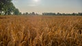 Golden ears of wheat on the field in sunlight flares. Royalty Free Stock Photo