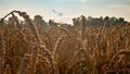 Golden ears of wheat on the field in sunlight flares. Royalty Free Stock Photo