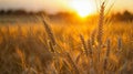 Golden ears of wheat on the field at sunset. Nature background Royalty Free Stock Photo