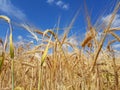 Golden ears of wheat in the field Royalty Free Stock Photo