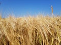 Golden ears of wheat in the field Royalty Free Stock Photo