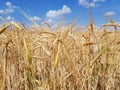 Golden ears of wheat in the field Royalty Free Stock Photo