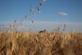 Golden ears of wheat grow under the weight of ripe grains Royalty Free Stock Photo