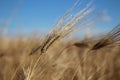 Golden ears of wheat grow under the weight of ripe grains Royalty Free Stock Photo