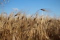 Golden ears of wheat grow under the weight of ripe grains Royalty Free Stock Photo