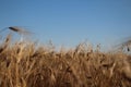 Golden ears of wheat grow under the weight of ripe grains Royalty Free Stock Photo