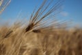 Golden ears of wheat grow under the weight of ripe grains Royalty Free Stock Photo