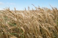 Golden ears of wheat at Georgia Royalty Free Stock Photo