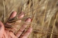 Golden ears of wheat in hand Royalty Free Stock Photo