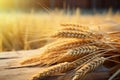 golden ears of wheat with sheaves of hay in the background Royalty Free Stock Photo