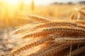 golden ears of wheat with sheaves of hay in the background Royalty Free Stock Photo