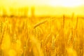 Ears of golden wheat close up.