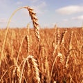Golden Ears of wheat in summer wheat fiels