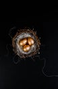 Golden Easter Eggs in birds Nest on black and white abstract background. Royalty Free Stock Photo