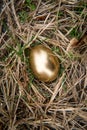 Golden Egg Metaphor Concept Royalty Free Stock Photo