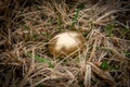 Golden Egg Metaphor Concept Royalty Free Stock Photo