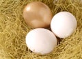 A golden egg and two white eggs in a nest Royalty Free Stock Photo