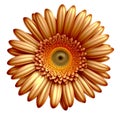 Golden Elegance: Gerber Flower in Luxurious Gold - Botanical Brilliance.