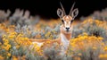In the golden embrace of Utah\'s wilderness, a pronghorn antelope grazes amidst vibrant yellow wildflowers, Royalty Free Stock Photo