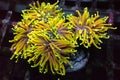 Golden Euphyllia Torch LPS Coral - Euphyllia glabrescens Royalty Free Stock Photo