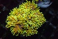 Golden Euphyllia Torch LPS Coral - Euphyllia glabrescens Royalty Free Stock Photo