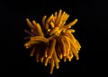 GOLDEN Euphyllia Torch LPS coral - Euphyllia glabrescens