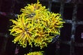 Golden Euphyllia Torch LPS Coral - Euphyllia glabrescens Royalty Free Stock Photo