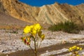 Golden Evening Primrose